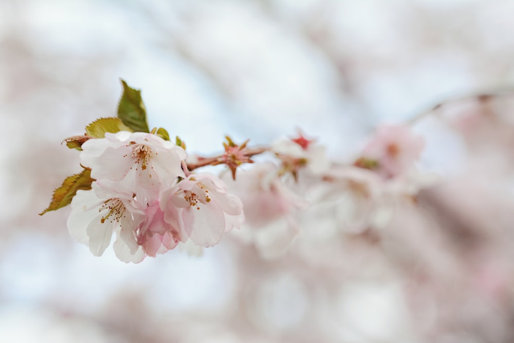 pink and white petaled flowers