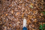 Close-up of steady feet walking on a gravel path lined by autumn leaves.