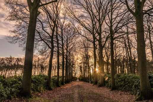 A serene forest path splitting into two trails under a soft, golden sunset.