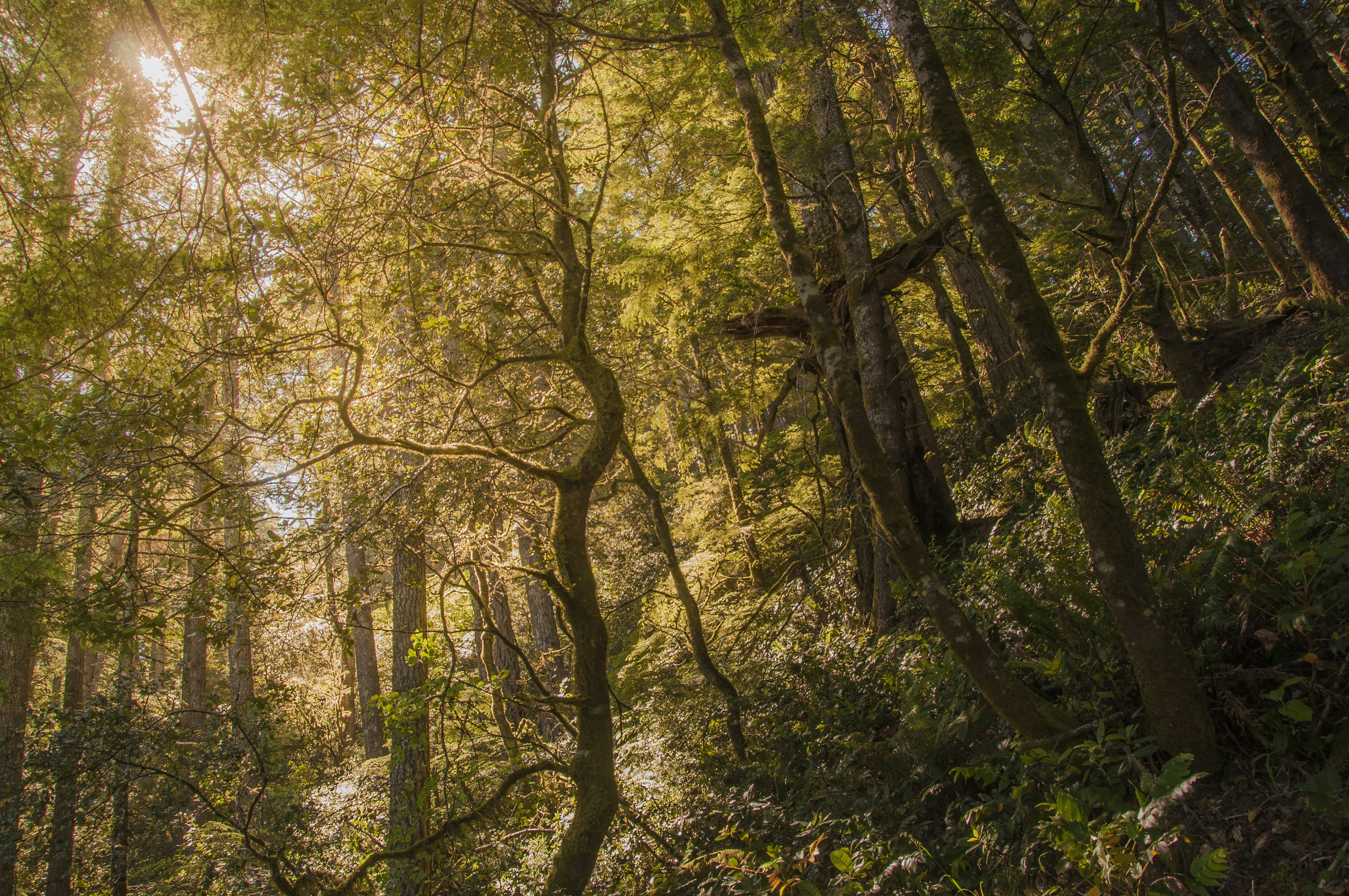 See The Light Pictures Download Free Images On Unsplash