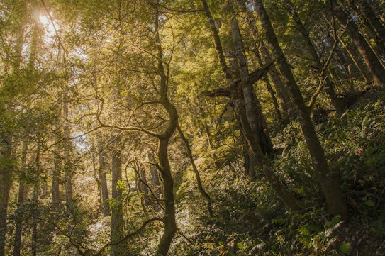 Sunlight filters through the dense canopy of a forest, casting a warm, golden glow on the lush greenery. Tall trees with textured bark stretch upwards, draped in vibrant leaves. The undergrowth is rich with ferns and smaller plants, creating a sense of depth and wilderness.