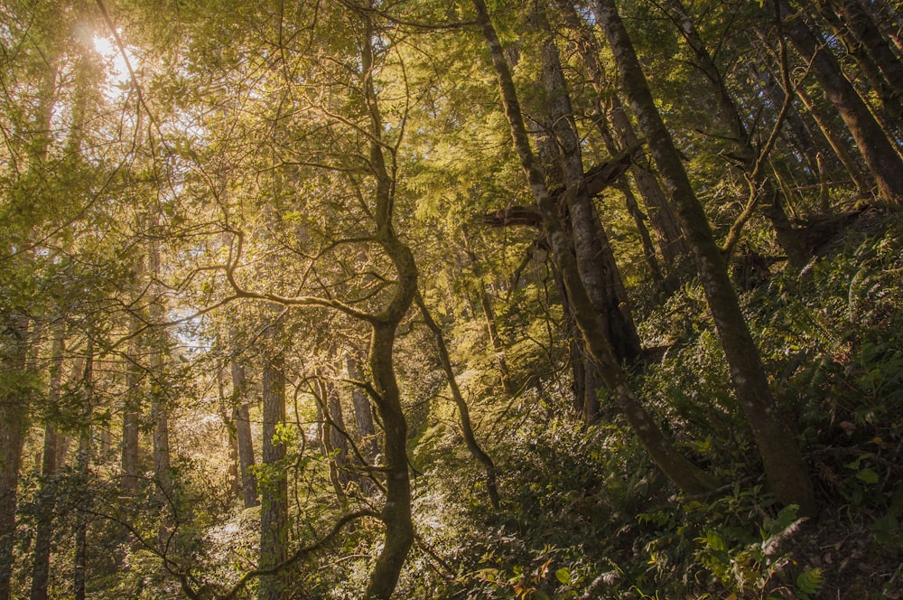 forest trees during daytime