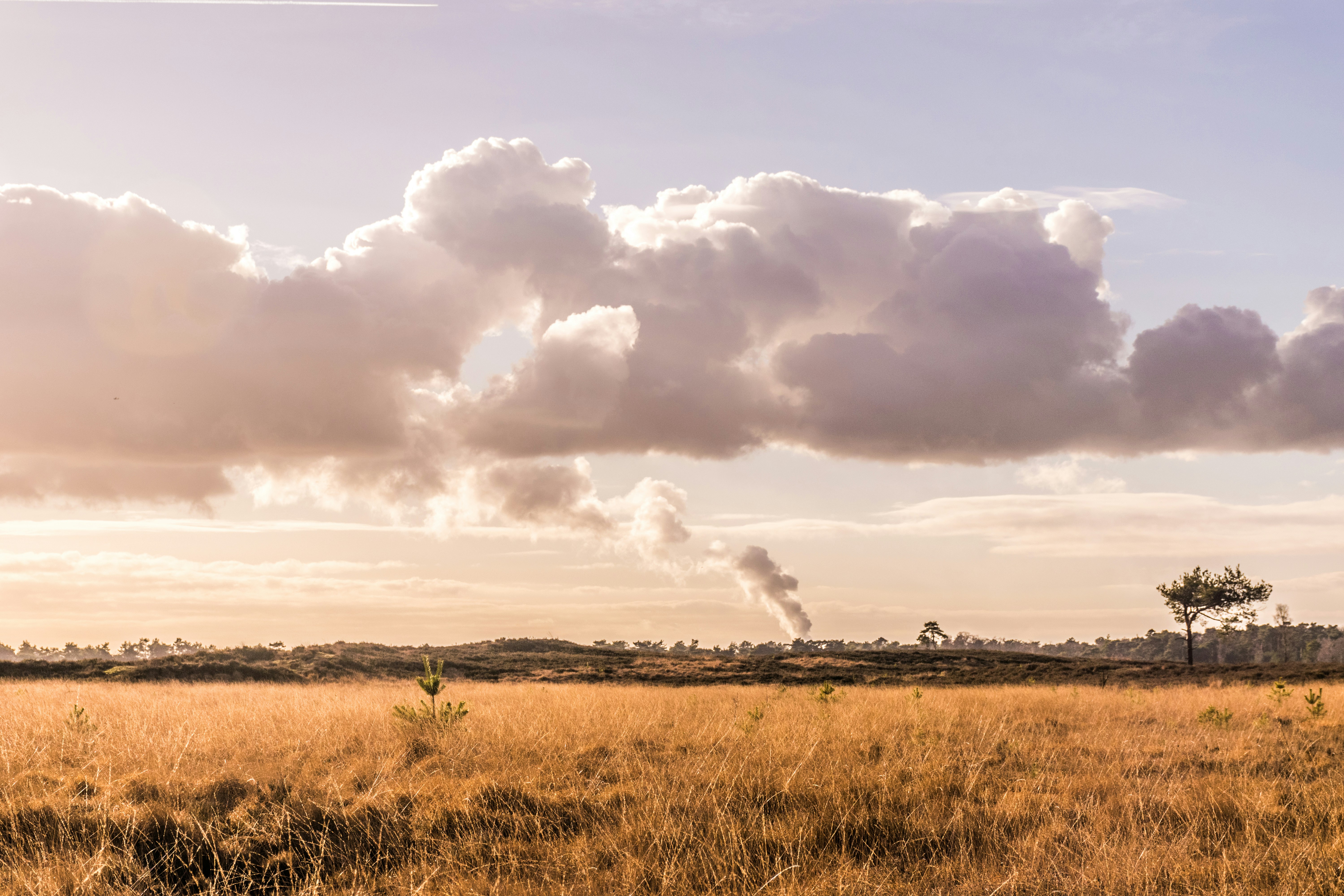 grass field under white sky