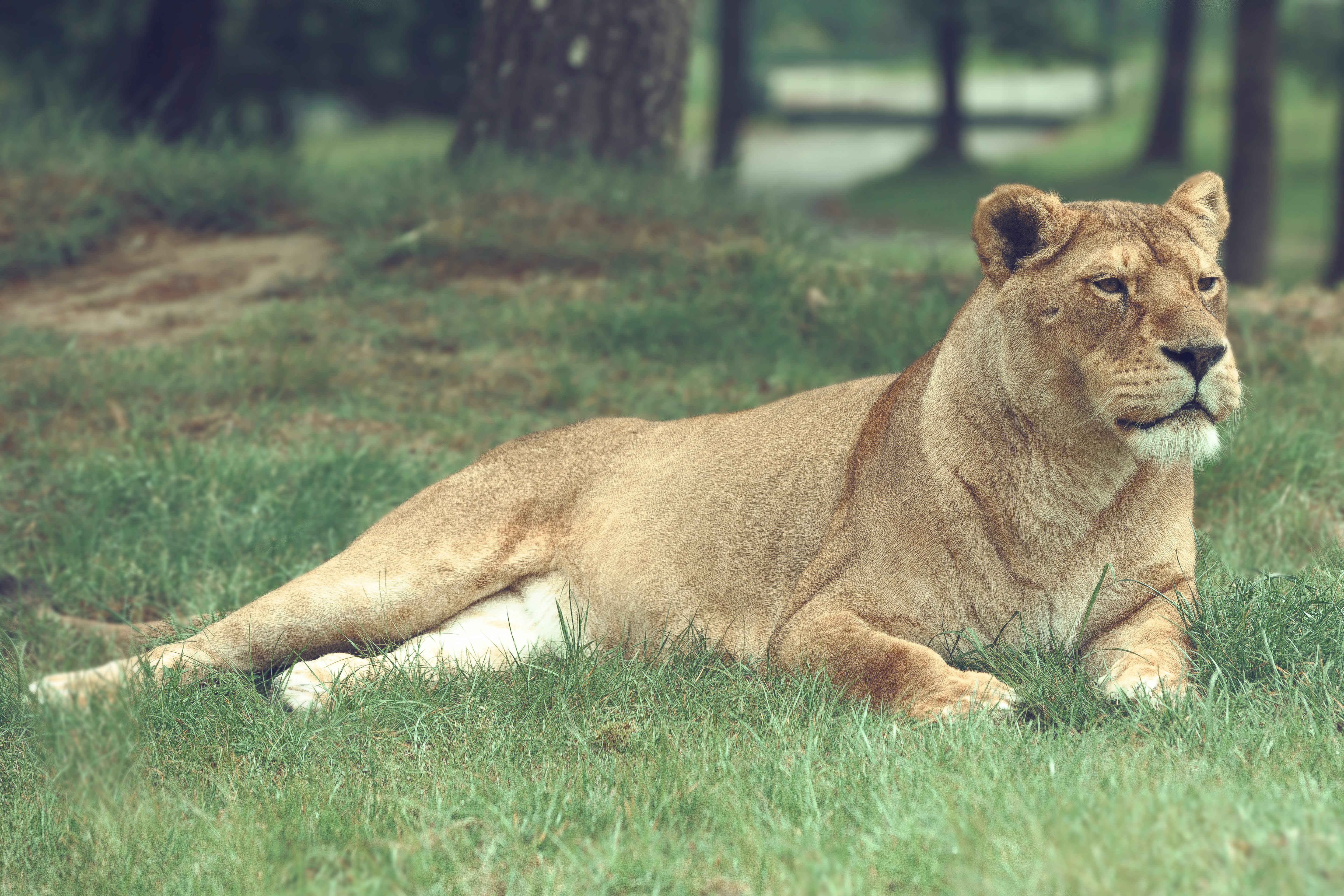 lioness lying on grass field