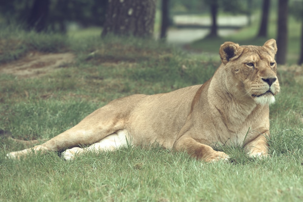 lioness lying on grass field