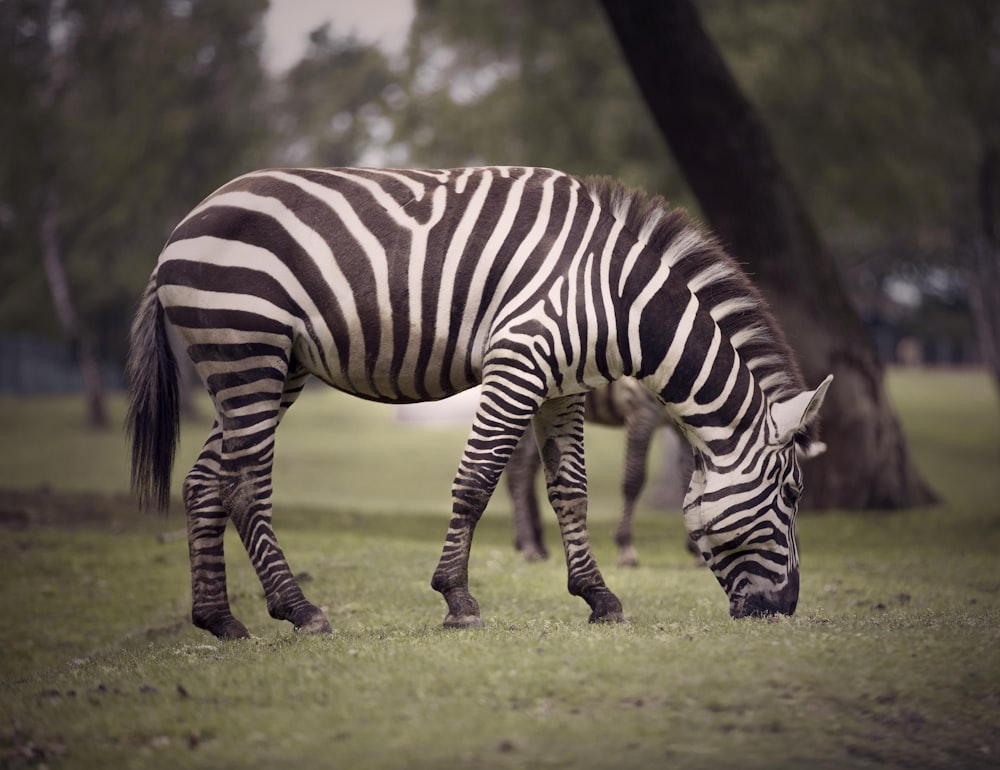 black and white zebra