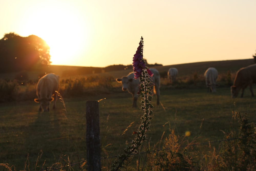 selective focus photography of pink flower near field with cattles during daytime