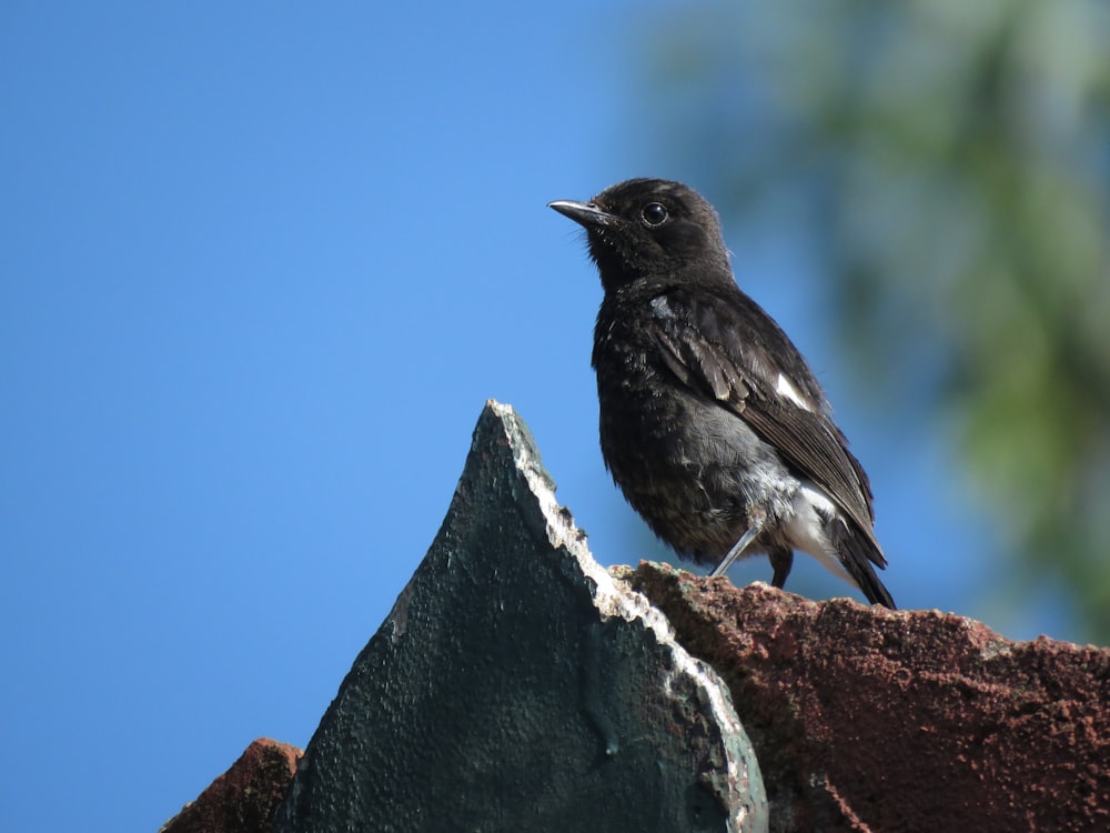 pássaro preto empoleirado na madeira marrom