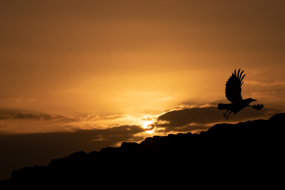 silhouette of flying bird during golden hour