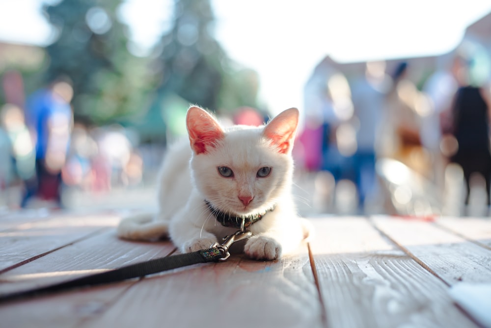 Mise au point sélective du chat blanc sur le plancher en bois