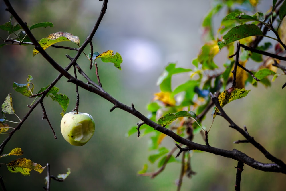 Fotografia selettiva della messa a fuoco della mela verde sull'albero durante il giorno
