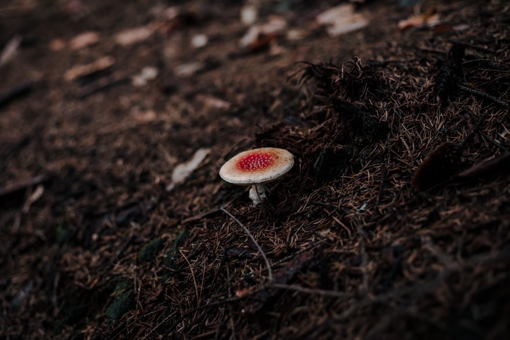 red algaric mushroom on soil