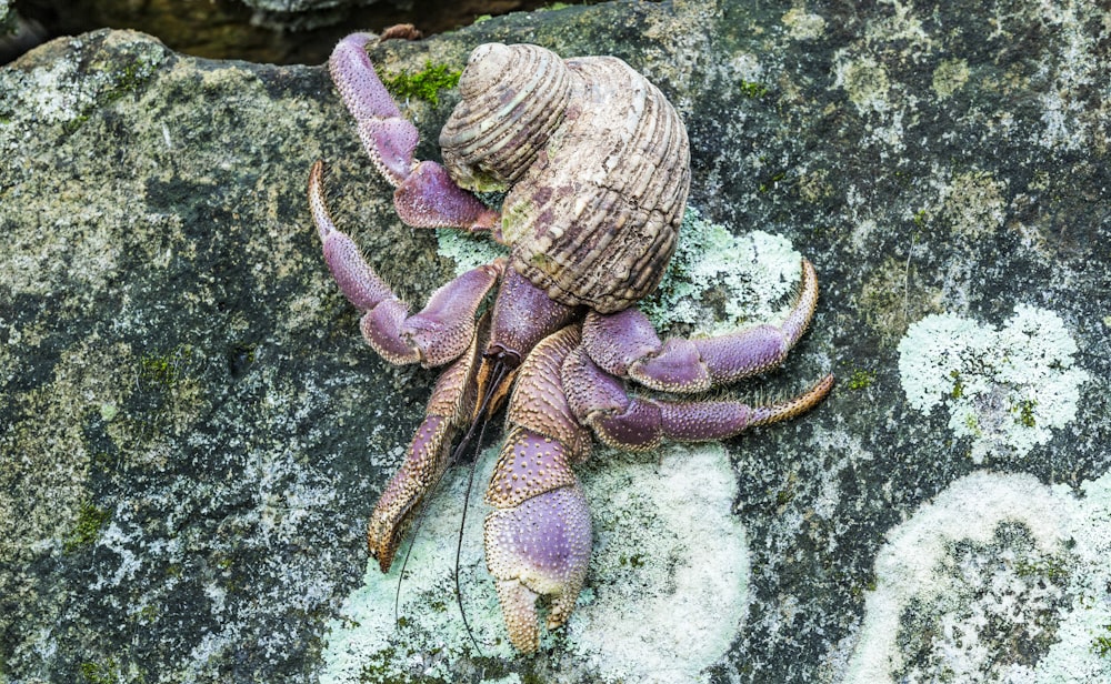 brown seashell on rock