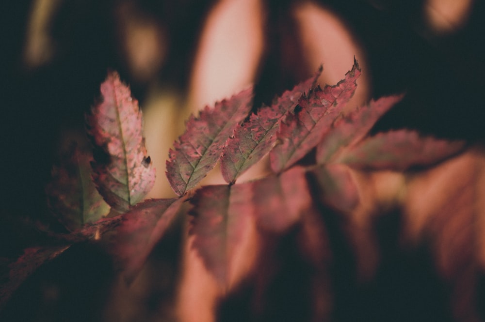 red-leafed plant