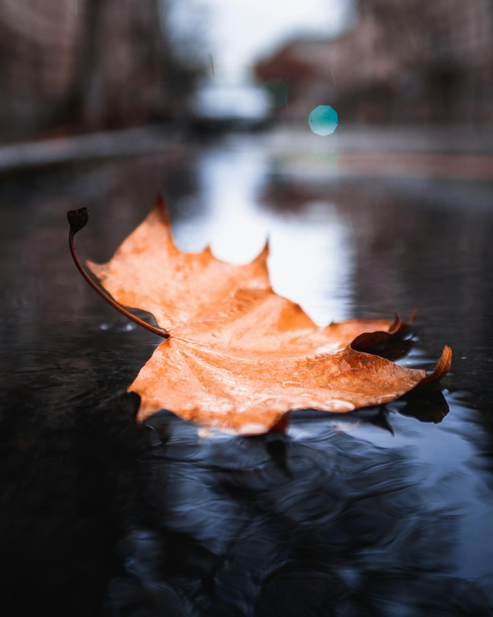 dried maple leaf on body of water