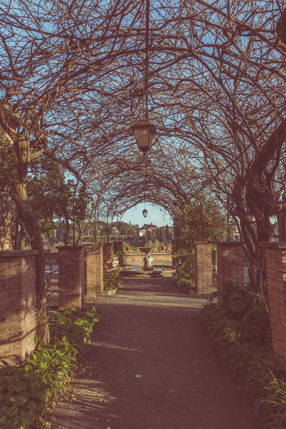 empty pathway with leafless vines overhead