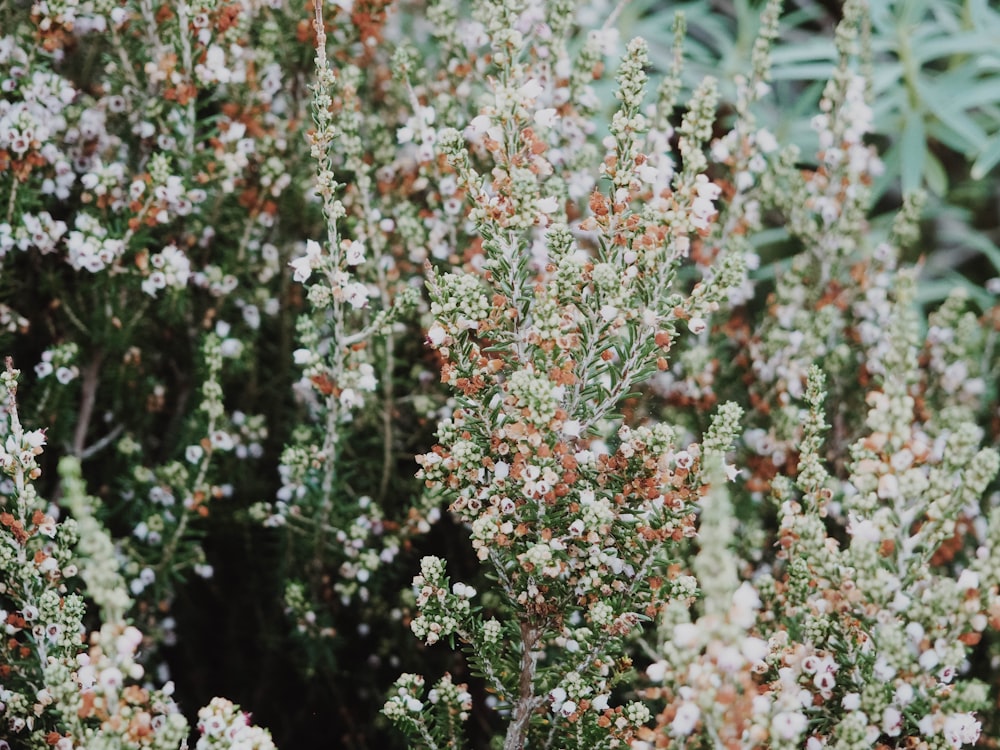 close-up photography of green-leafed plant