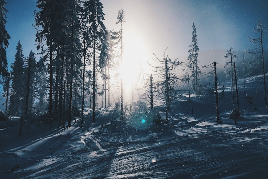 Forest photo spot Unnamed Road High Tatras