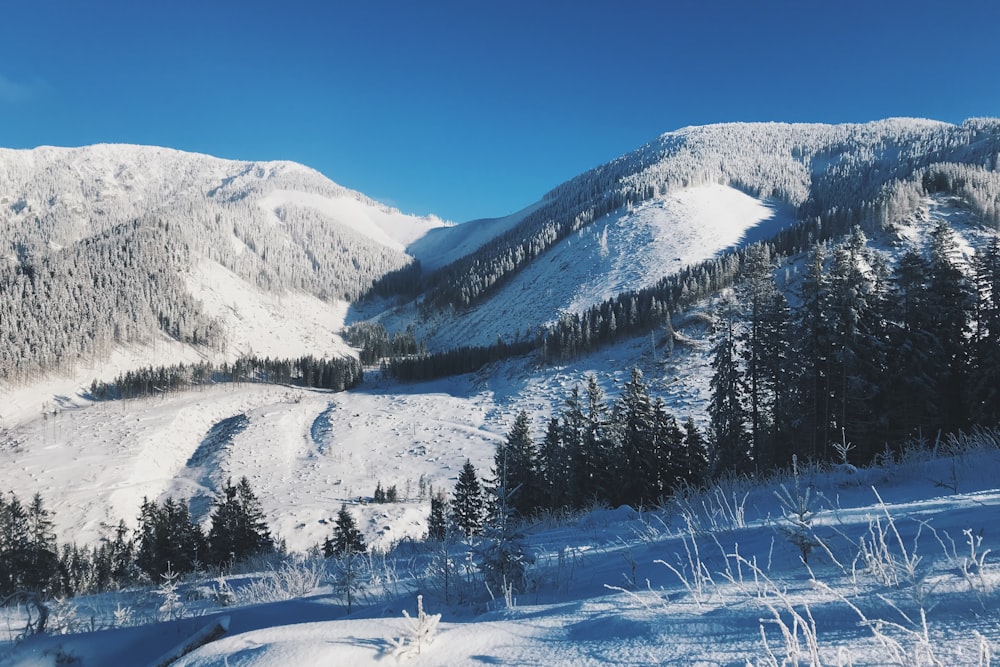 snowcapped hills with pine trees