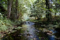 green trees beside body of water