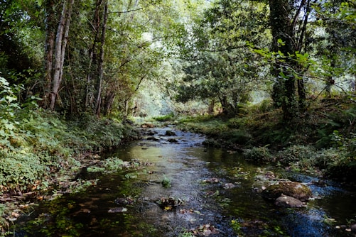 green trees beside body of water
