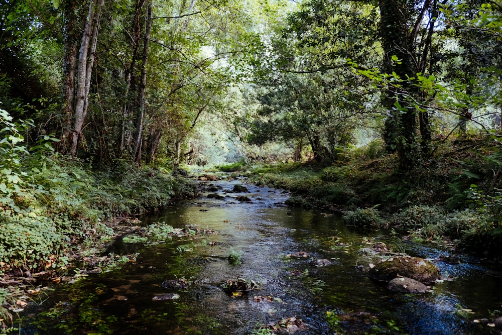 árboles verdes junto al cuerpo de agua