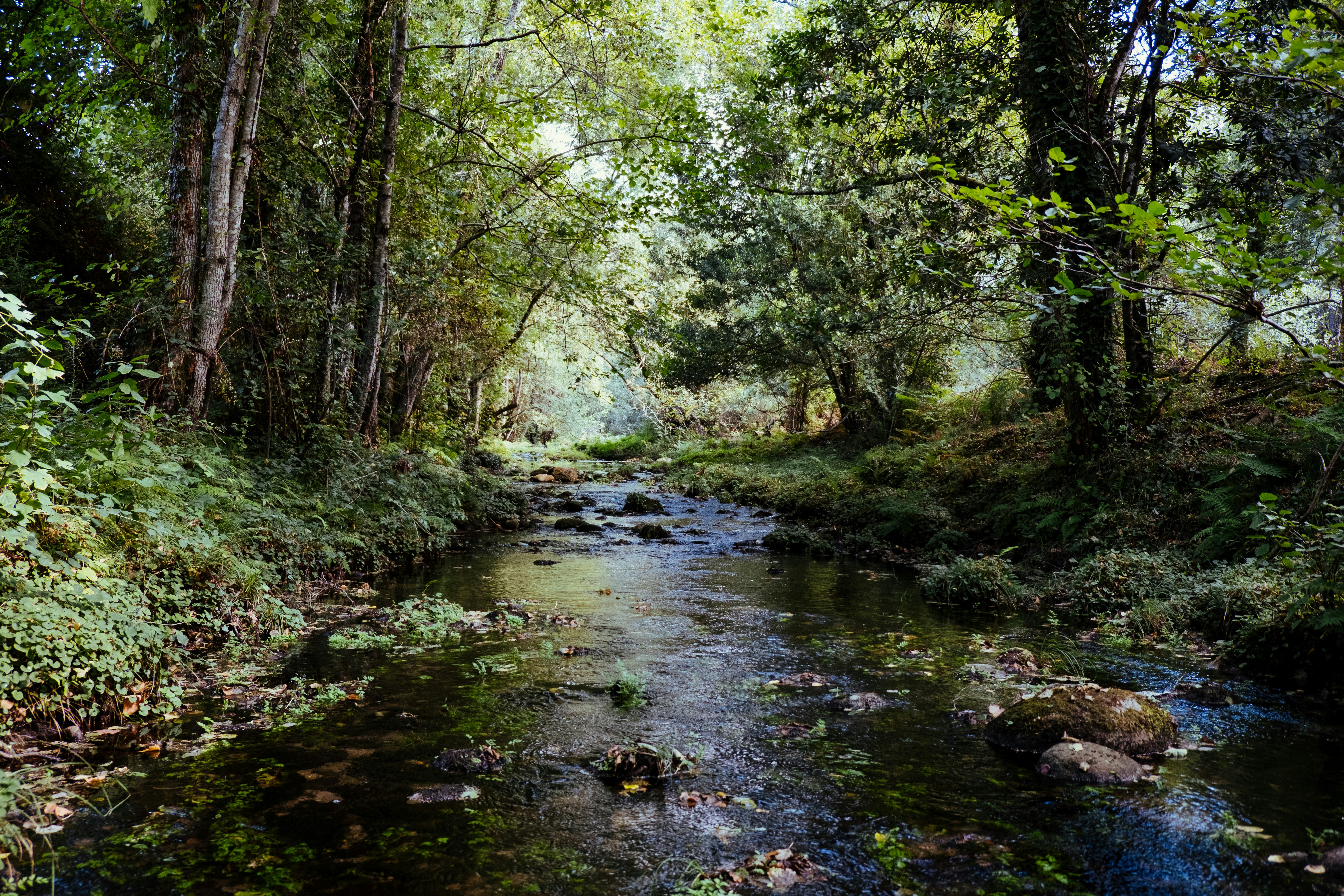 Cooper creek 