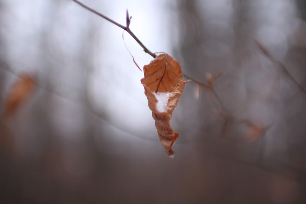 close-up photo of dried leaf