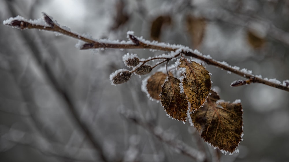 brown leaves covered with ice