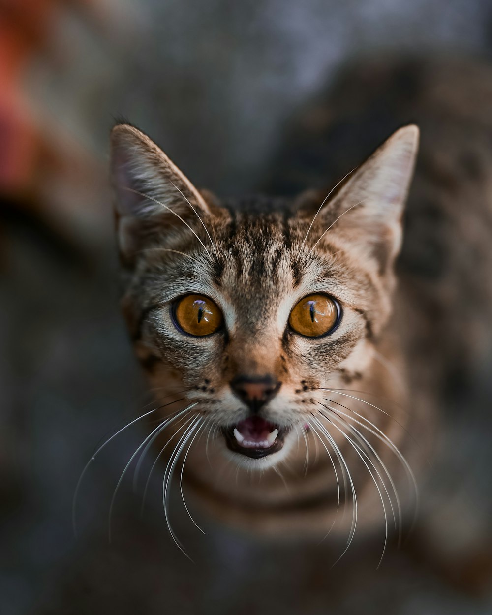 Scaredy-cat's Profile 