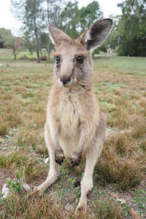 A curious kangaroo standing alert in a grassy field, captured with sharp detail and soft background blur.