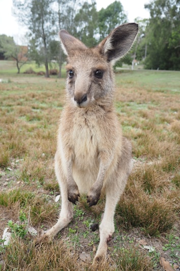 A kangaroo stands upright on a grassy field, with large, curious eyes and ears perked up, surrounded by a backdrop of trees and greenery.