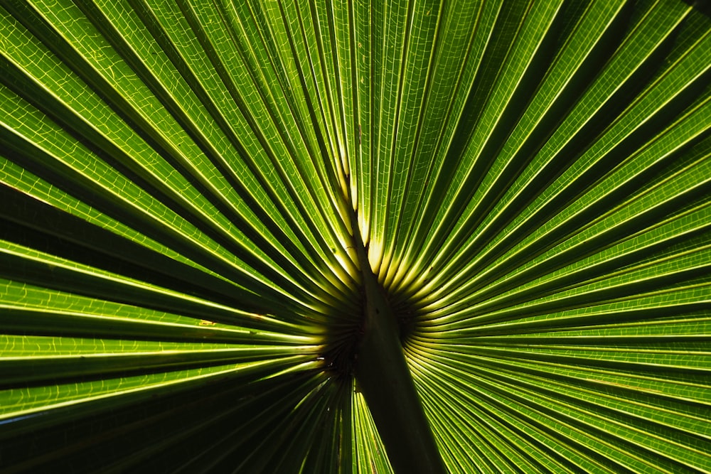 green fern plant vector art