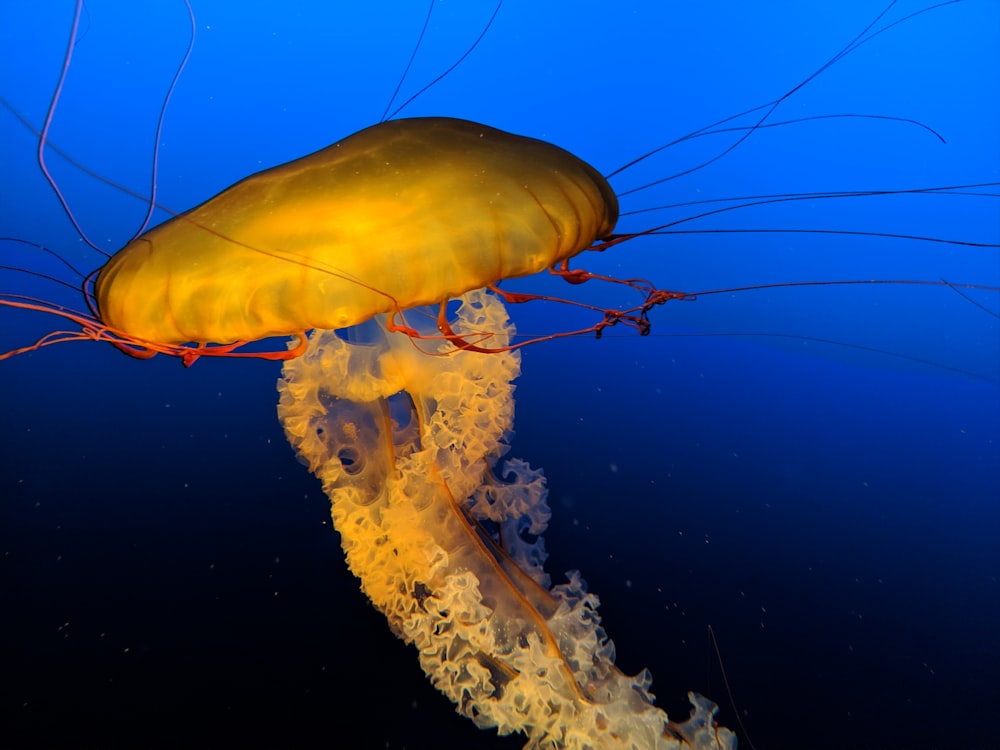 medusas amarillas bajo el agua