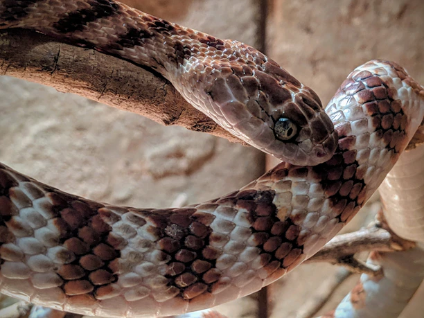 Close-up of a vibrant ball python coiled on natural wood in soft sunlight.
