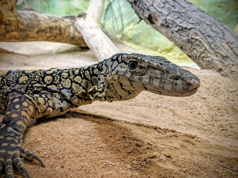 Fotografía de primer plano de lagarto negro y gris