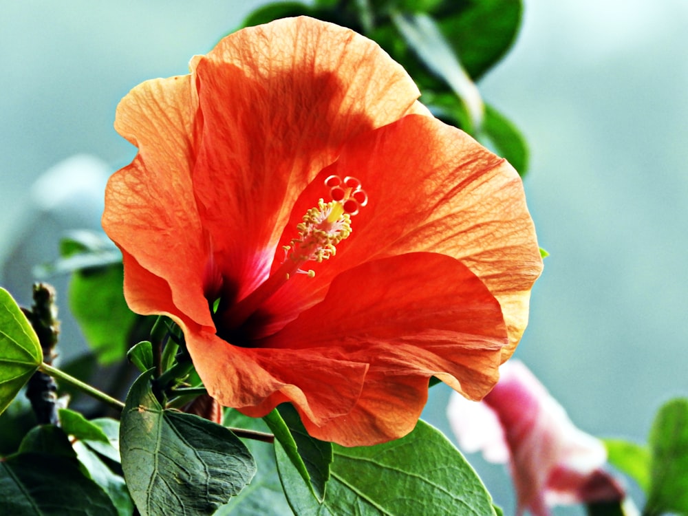 foto vermelha da flor havaiana do hibisco