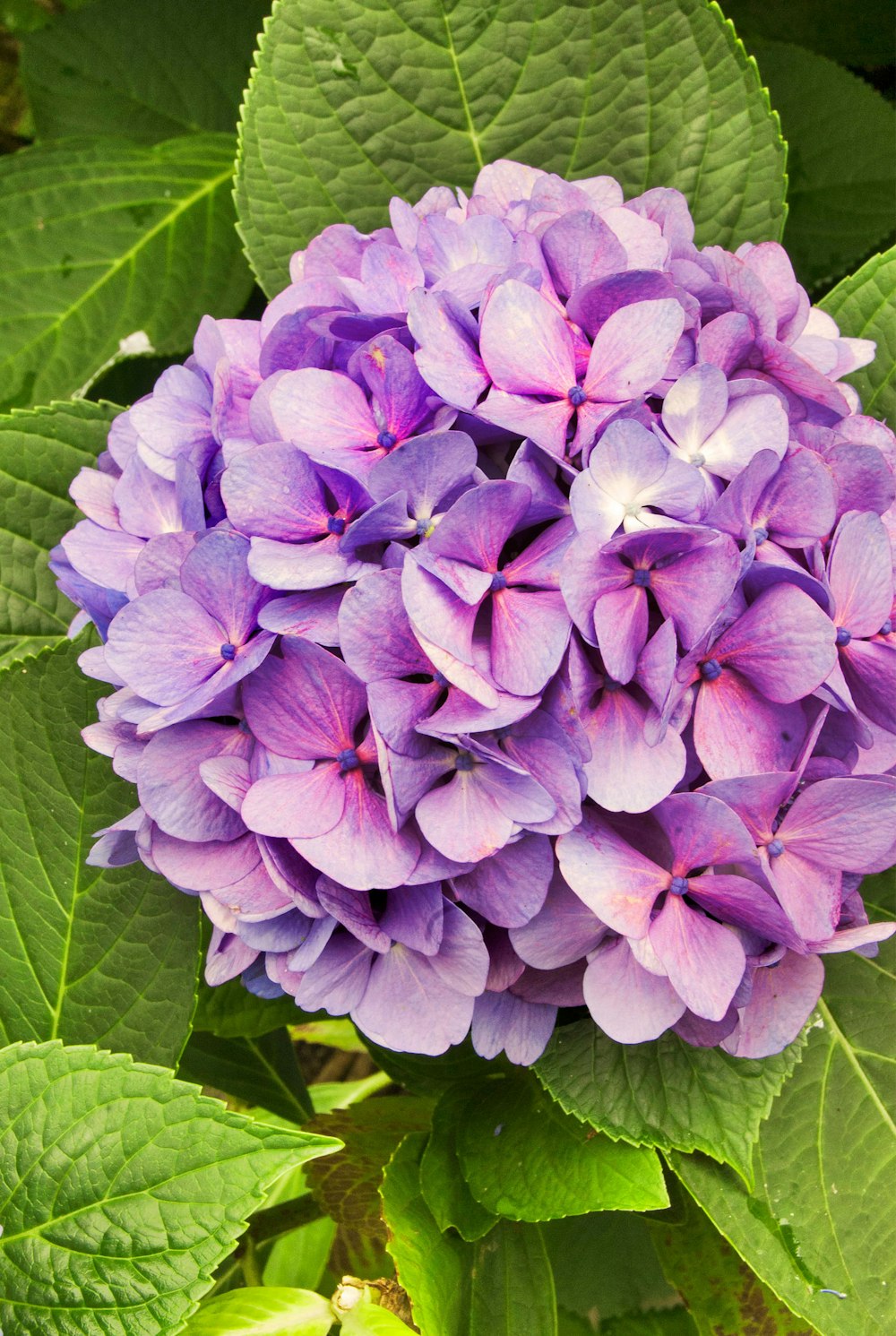 purple hydrangeas flower in closeup photo