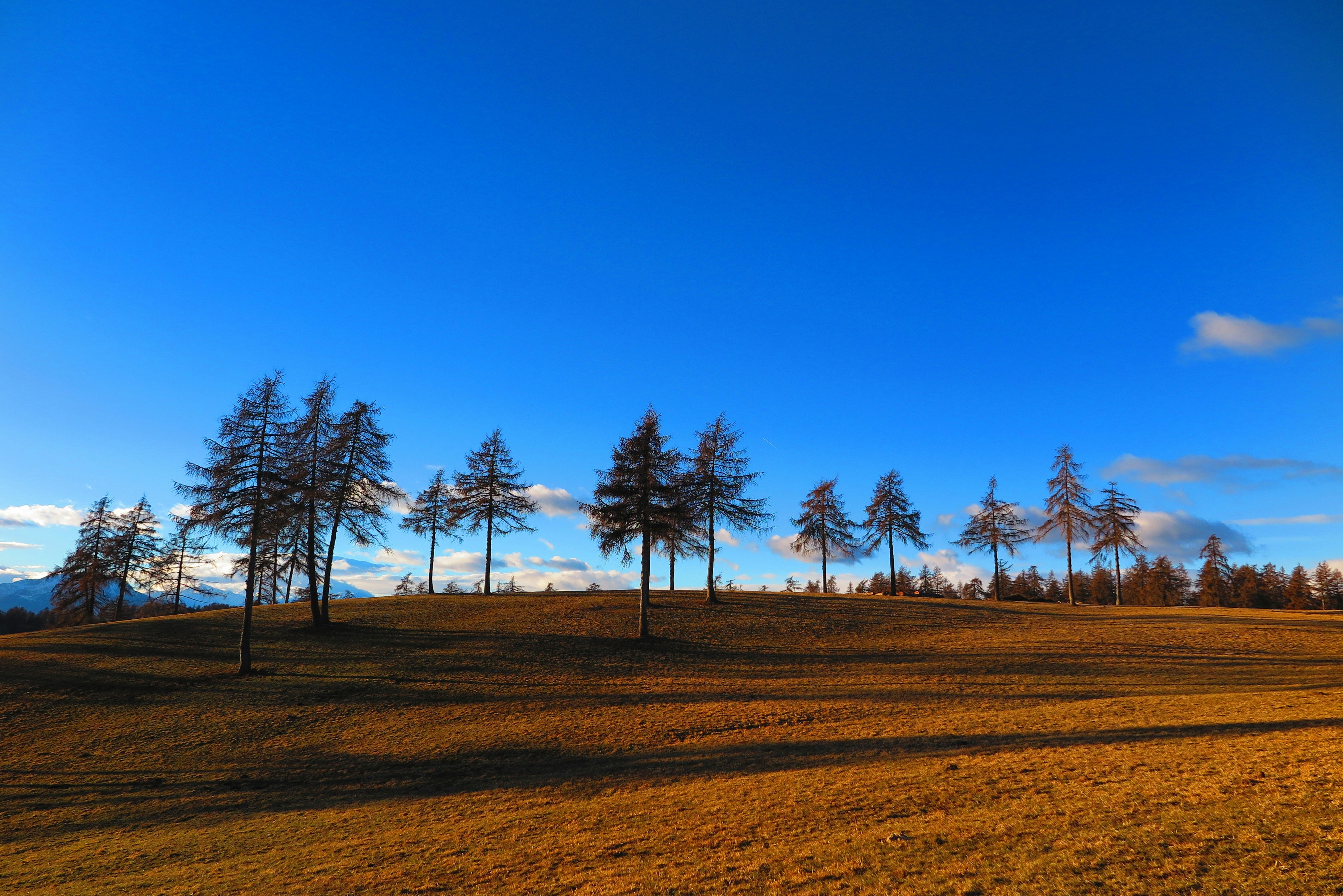 landscape photography of trees under calm blue sky