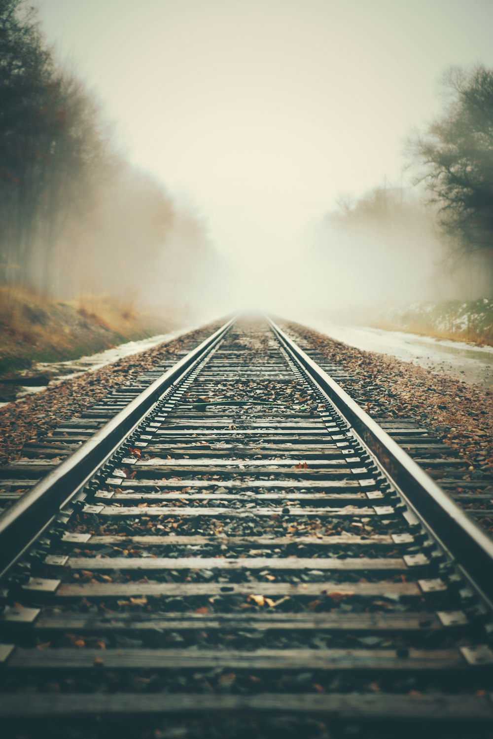 fogs covering trees on railways