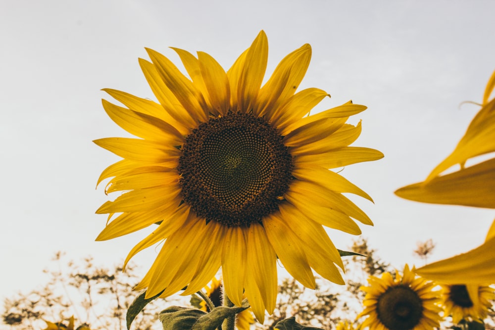 common sunflower