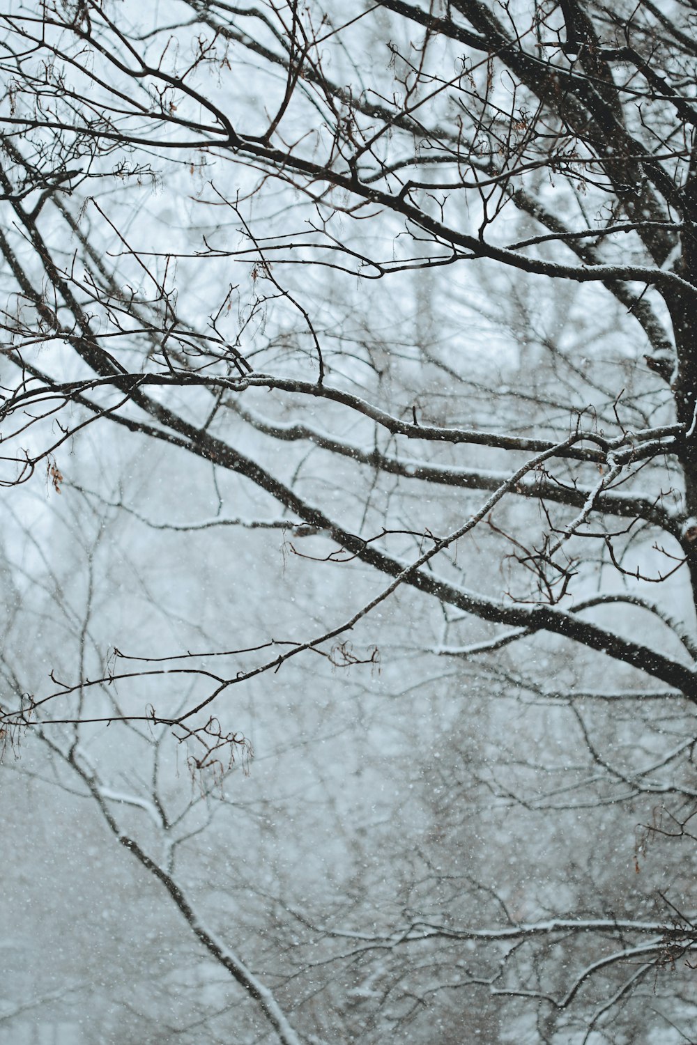 snow covered leafless trees