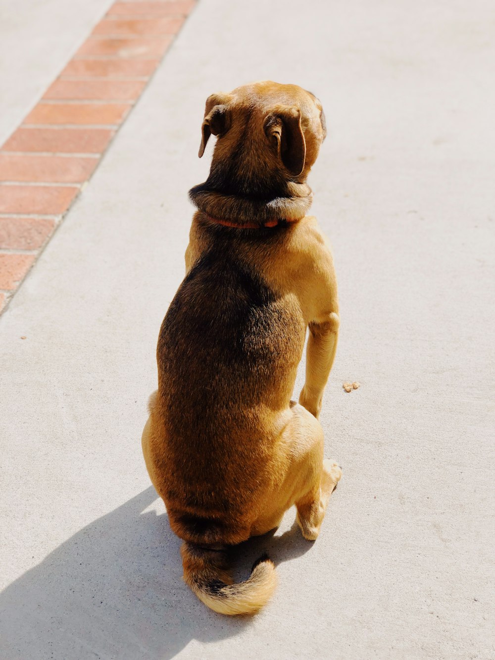 brown short-coated dog on white concrete road