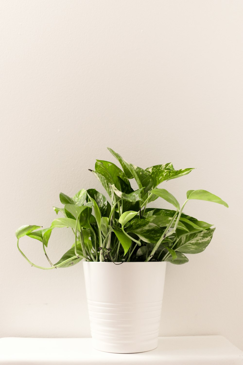 grüne Blätter auf weißer Vase