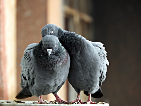 Two pigeons are perched closely together, demonstrating an affectionate gesture as one rests its head on the other. The scene conveys a sense of companionship and calm.