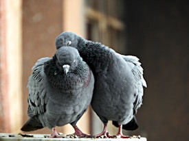 Two pigeons are perched closely together, demonstrating an affectionate gesture as one rests its head on the other. The scene conveys a sense of companionship and calm.