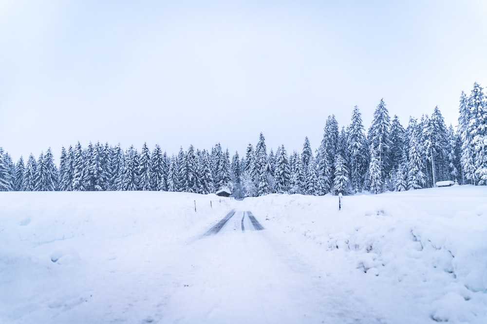 pine trees covered with snow between land and white sky