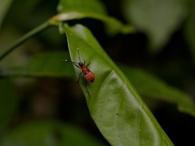 A small red insect with black legs and antennae is perched on a glossy green leaf. The leaf is elongated with a smooth texture, and the background consists of blurred green foliage, providing a natural setting.