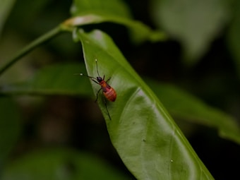 A small red insect with black legs and antennae is perched on a glossy green leaf. The leaf is elongated with a smooth texture, and the background consists of blurred green foliage, providing a natural setting.