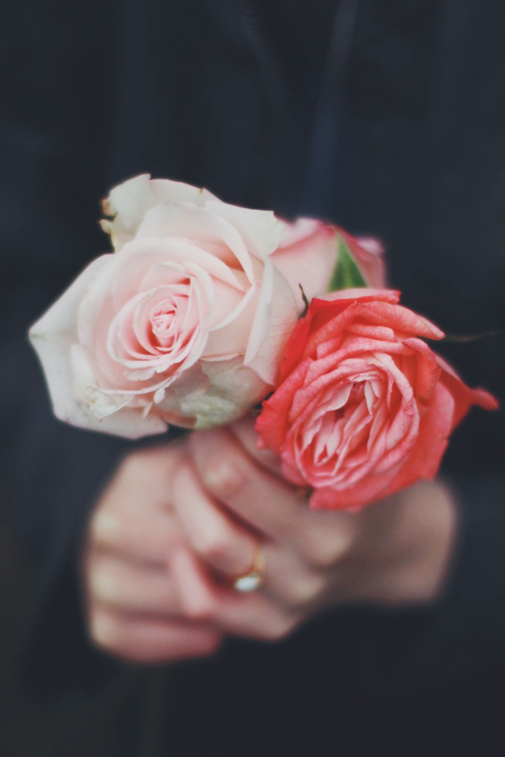 red and pink roses